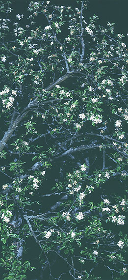 Uwe H. Seyl: o.T. Still Life, 216 x 96 cm