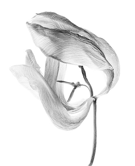 Walter Schelso.T. # 02, 2010Fiber based Fine Art Print50 × 40 cm