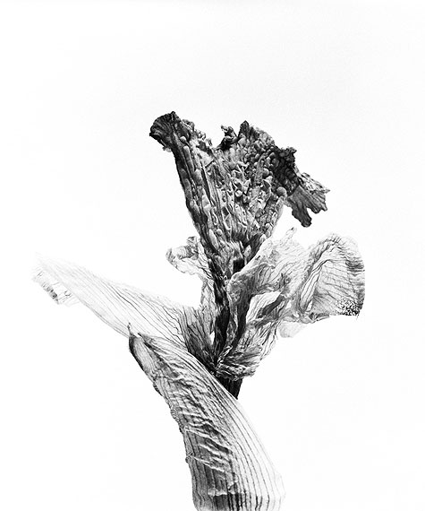 Walter Schelso.T. # 12, 2010Fiber based Fine Art Print50 × 40 cm