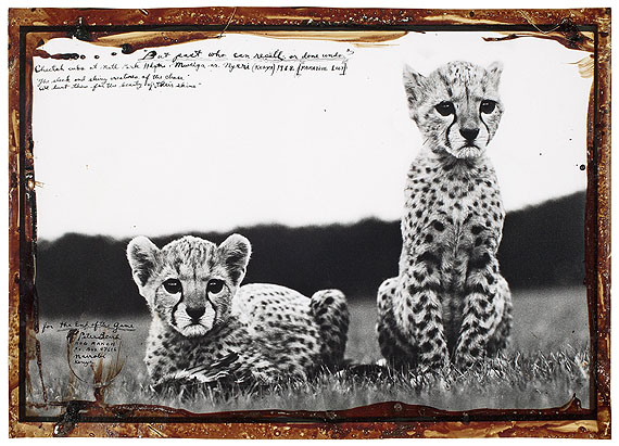 Peter Beard&bdquo;CHEETAH CUBS AT NATL PARK HDQTR MWEIGA NR. NYERI (KENYA)&ldquo;. 1968Gelatin silver print,before 1999.39 x 58 cm(42,5 x 60 cm)