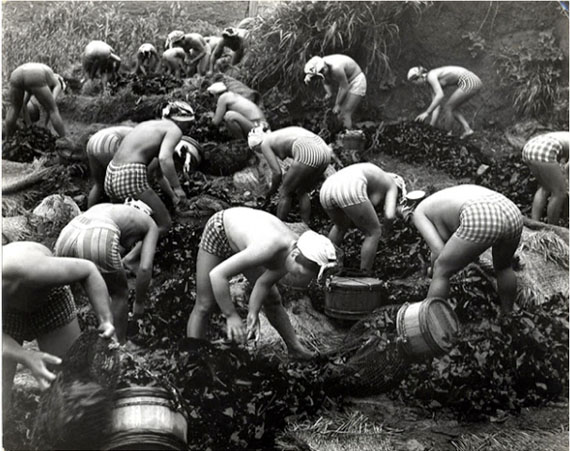 © Yoshiyuki Iwase: Seaweed Harvest, Japan 1956
