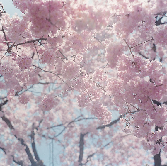 Rinko KawauchiUntitled (I-130), 2011C-print, 101,6 x 101,6 cm ( 40 x 40 in.)Edition of 6; Ed. no. 2/6KAWAU12008