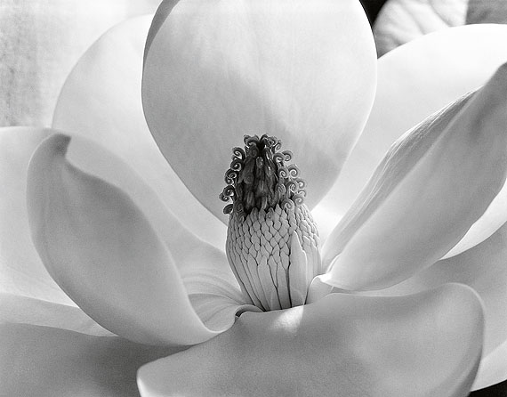 Magnolia Blossom / Magnolienblüte, 1925
© Imogen Cunningham Trust