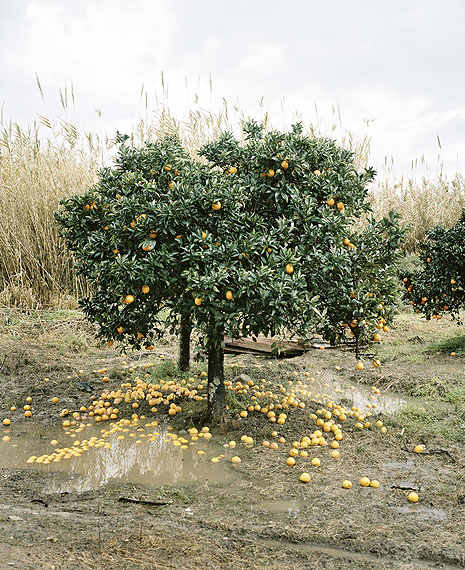 Eva Leitolf, Plantage, Rosarno, Italien 2010aus: Postcards from Europe, offenes Archiv aus Fotografien und Texten, seit 2006courtesy Eva Leitolf, &copy; VG Bild-Kunst, Bonn 2013