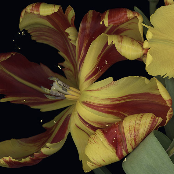 Luzia Simons  Stockage 84, 2010 100 x 100 cm Scannogramm; Lightjet Print /Diasec Ed. 6