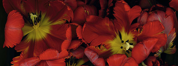 Luzia Simons  Stockage 15, 2009 55 x 150 cm Scannogramm; Lightjet Print /Diasec Ed. 6