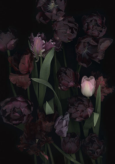 Luzia Simons  Stockage 111, 2011 180 x 126 cm Scannogramm; Lightjet Print /Diasec Ed. 5