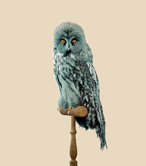 Great Grey Owl [Strix predatoris]Print size: 78,6 x 90 cmEdition of 10&copy; Vincent Fournier