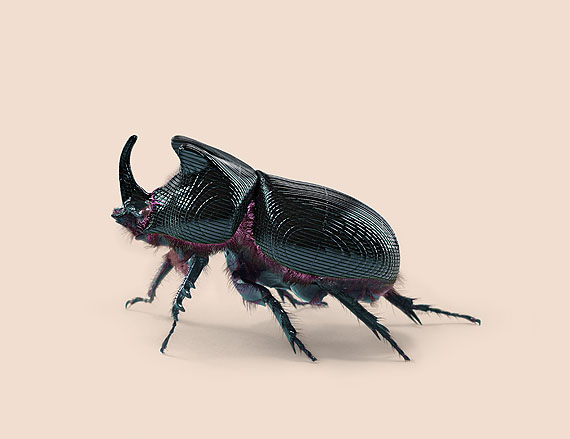 BEETLE [Oryctes transmissionis] Insect adapted to continuous tracking &copy; Vincent Fournier