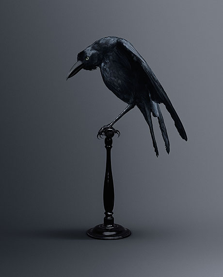 CARRION CROW [Memoria Eid&eacute;tica Corvus] Bird of memories &copy; Vincent Fournier