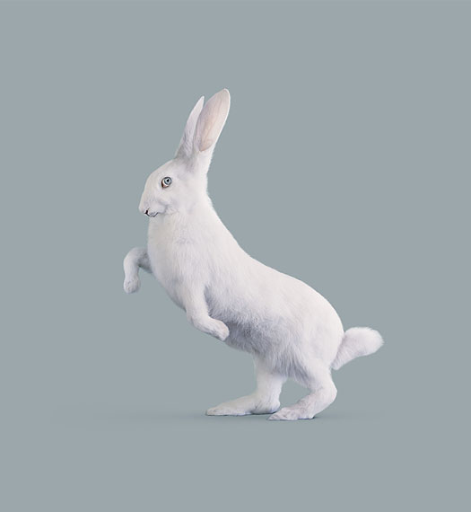 RABBIT [Leporidae cognitiva] Very intelligent rabbit &copy; Vincent Fournier
