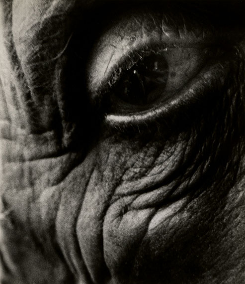 Jean Arp's Eye, 1960&copy; Bill Brandt Archive Ltd.Courtesy Edwynn Houk Gallery