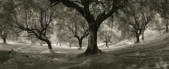 Pentti Sammallahti, Cilento, Olive Trees, Italy, 1999
Archival pigment print, 15 1/4 x 37 1/4 inches
© Pentti Sammallahti, Courtesy Nailya Alexander Gallery, New York