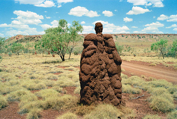 Wim Wenders: Bungle Bungles (Australien), Der Engel, 21.11.1989