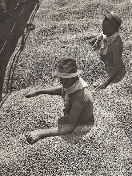 Martin Munk&aacute;csiBRASIL, CHOKED WITH COFFEE. 1932Vintage. Gelatin silver print. 11 5/8 x 8 1/2 in. (11 7/8 x 8 5/8 in.))