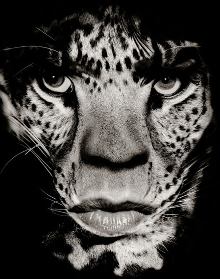 Mick Jagger/Leopard, 1992/2011Archival pigment print234 x 218 cm (95 5/8 x 85 7/8 in.)Edition of 5
