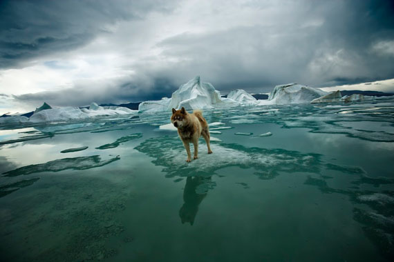 Pure Arctic of Sebastian Copeland Pure Arctic of Sebastian Copeland