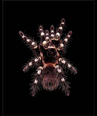 Guido Mocafico, Aranea, Acanthoscurria Geniculata, courtesy of Hamiltons Gallery