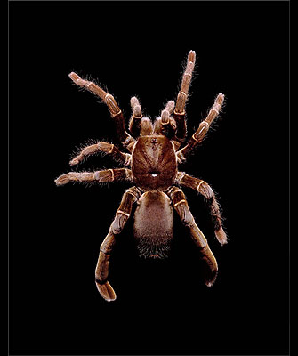 Guido Mocafico, Aranea, Citharischius Crawshayi, courtesy of Hamiltons Gallery
