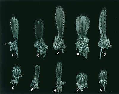 Formation #26 C-Print, Diasec, 142 x 180cm, 3 + 1 AP © Erik Niedling, VG Bild-Kunst, Bonn 2006