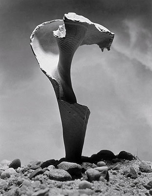 Detail einer Muschel, 1977 Photo by Andreas Feininger © AndreasFeiningerArchive.com