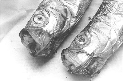 Maria Sewcz Aus: inter esse (1985-1987) 40 x 50 cm Silbergelatine Baryt © Maria Sewcz / VG Bild-Kunst 2008