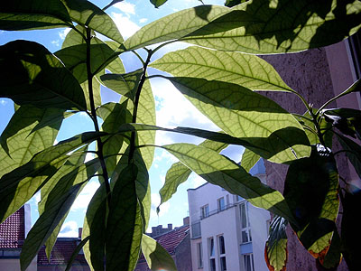 Maria Sewcz Aus: schnitt-blume topf-pflanze Berlin 2002–2004 41 x 55 cm, Inkjet-Print © Maria Sewcz / VG Bild-Kunst 2008