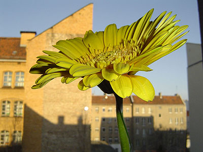 Maria Sewcz Aus: schnitt-blume topf-pflanze Berlin 2002–2004 41 x 55 cm, Inkjet-Print © Maria Sewcz / VG Bild-Kunst 2008
