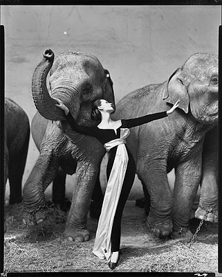 Dovima with elephants, evening dress by Dior, Cirque d’Hiver, Paris, August 1955Photograph Richard Avedon© 2008 The Richard Avedon Foundation