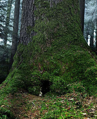 Eva-Fiore Kovacovsky, In the Woods 2007, c-print on MDF, 200x160cm, 3/5