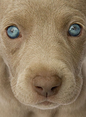 Dogs Dogs