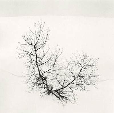 Ayako's Tree, Higashikura, Hokkaido, Japan, 2008