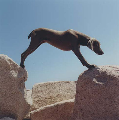 William Wegman