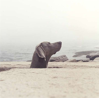 William Wegman