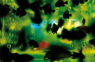 Mika Ninagawa: 