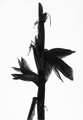 Maïs, Camargue 1960Silver Gelatin Print© Lucien ClergueCourtesy Galerie Bernheimer