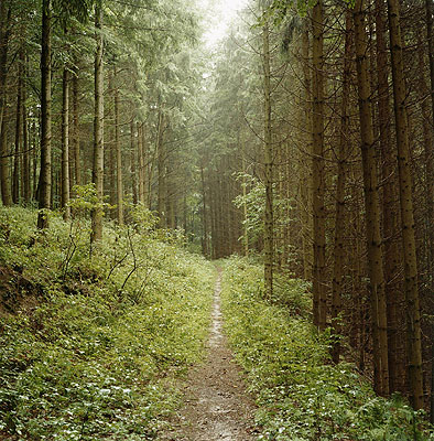 Waldweg, Helfenberg-Bauernberg, 2006