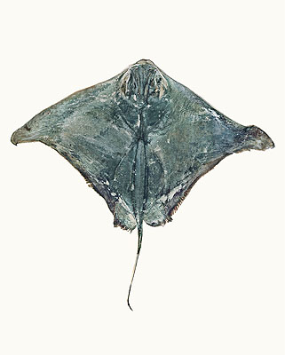 Sting Rayfrom The Summer of Us, 2009pigment print50 x 40 cmedition of 8 + 2 AP