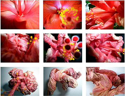 Vera Lutter,