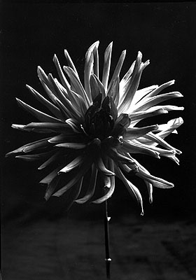 Stefanie Seufert, o.T. (feuerrote Dahlie), ©2008, Schwarz/Weissfotografie