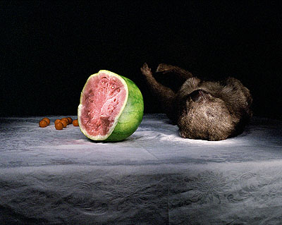 Wombat with watermelon, 2005, archival print on cotton rag paper