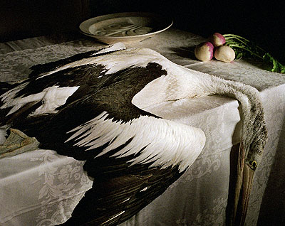 Pelican with turnip, 2006, archival print on cotton rag paper