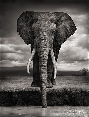Elephant Drinking, Amboseli 2007© Nick Brandt 