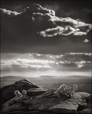 Cheetah and Cubs Lying on Rock, Serengeti 2007© Nick Brandt
