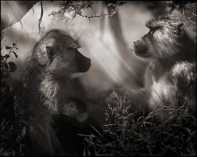 © NICK BRANDT, BABOONS IN PROFILE, NAKURU, 2007