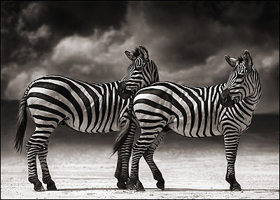 © NICK BRANDT, PORTRAIT OF TWO ZEBRAS TURNING HEADS, NGORONGORO CRATER, 2005