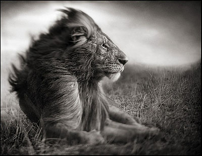 © NICK BRANDT, LION BEFORE STORM II, SITTING PROFILE, MAASAI MARA, 2006
