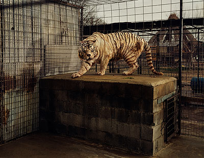 Taryn Simon, White Tiger (Kenny), Selective InbreedingTurpentine Creek Wildlife Refuge and FoundationEureka Springs, Arkansas© 2007 Taryn Simon/Courtesy Steidl/Gagosian