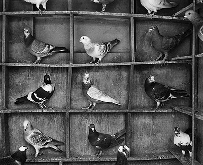 Pigeon roost, Vrindavan, India © Fazal Sheikh 2009