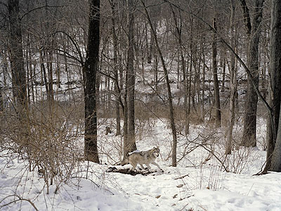 Charlotte Dumas Untitled (Running), 2005 © Charlotte Dumas